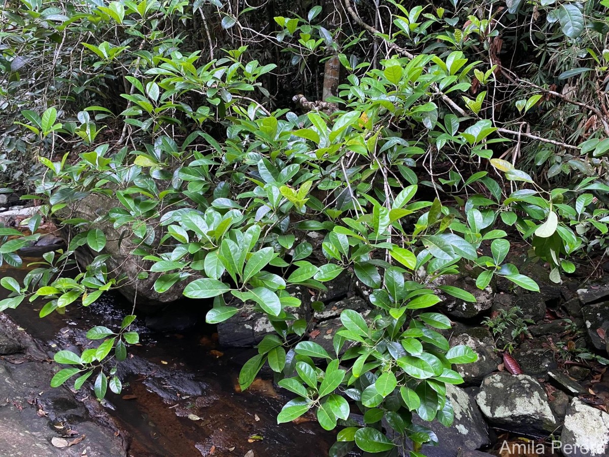 Mastixia nimalii Kosterm.